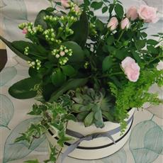 Mothers Day Planted Hatbox- Beaufort local delivery only